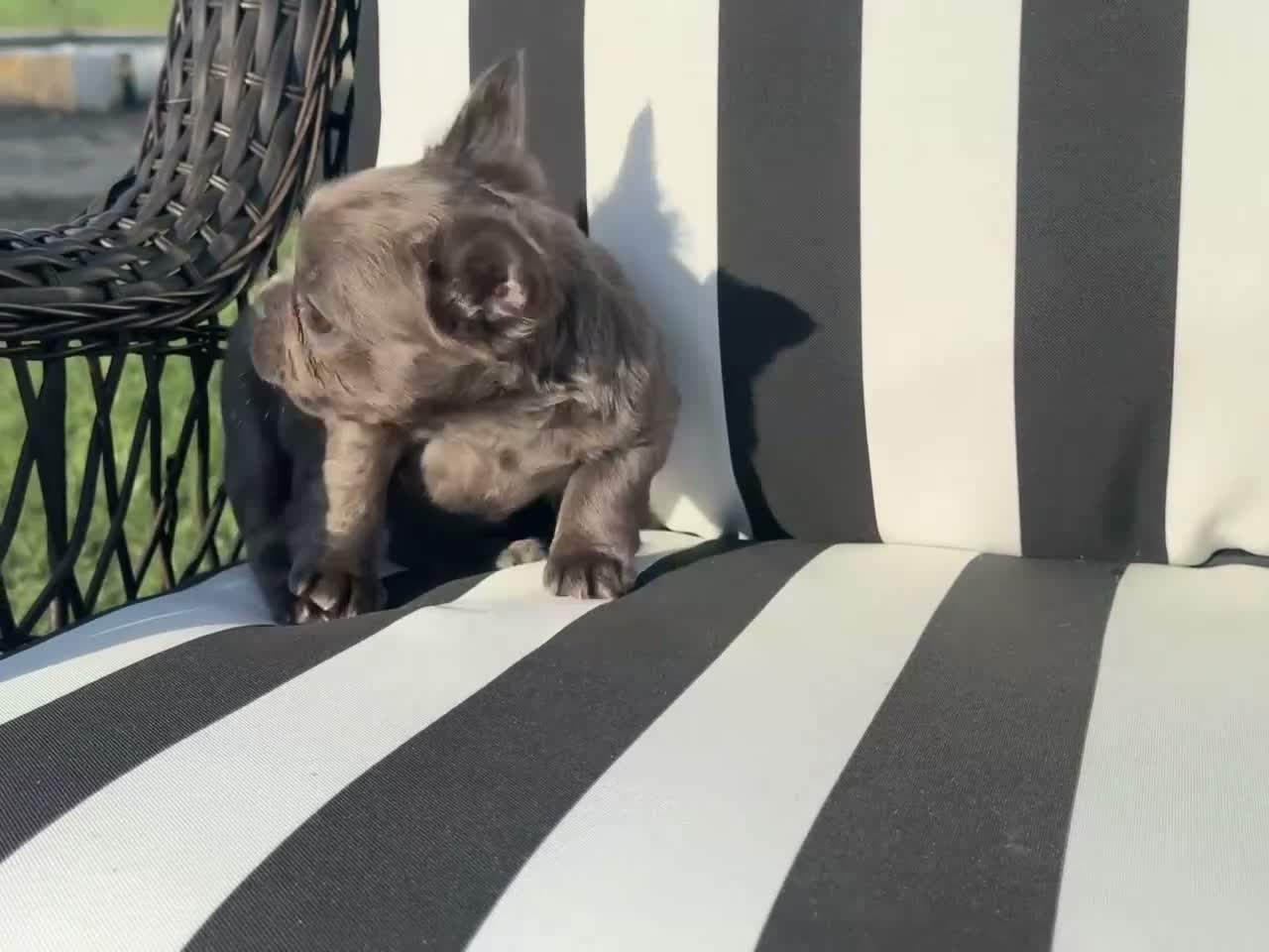 French Bulldog dogs for sale: French Bulldog 1 - Video 1