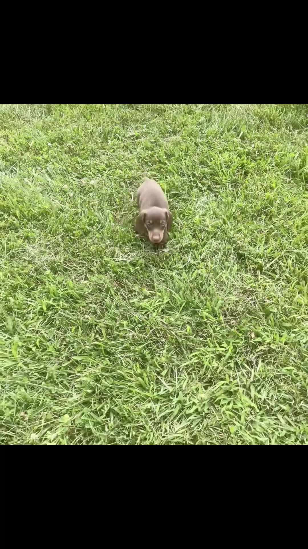 Miniature Dachshund dogs for sale: Hawtdog - Video 1