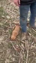 Golden Retriever dogs for sale: Pink collar - Video 1