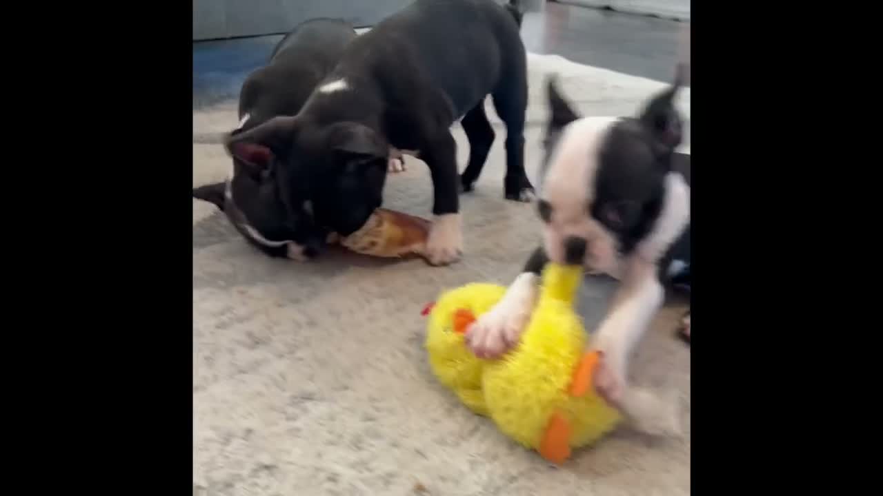 Mixed Breed dogs for sale: Miss Bella  - Video 1