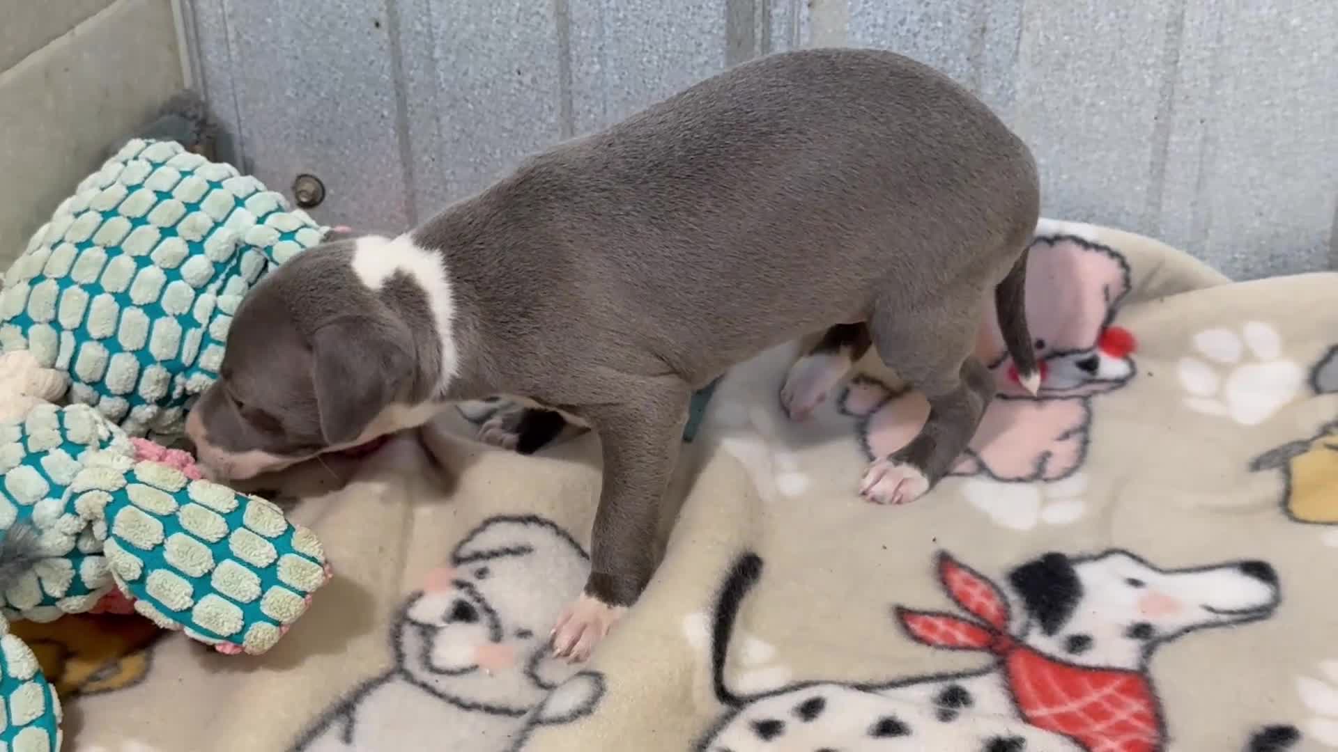 Italian Greyhound dogs for sale: Carmen AKC - Video 1