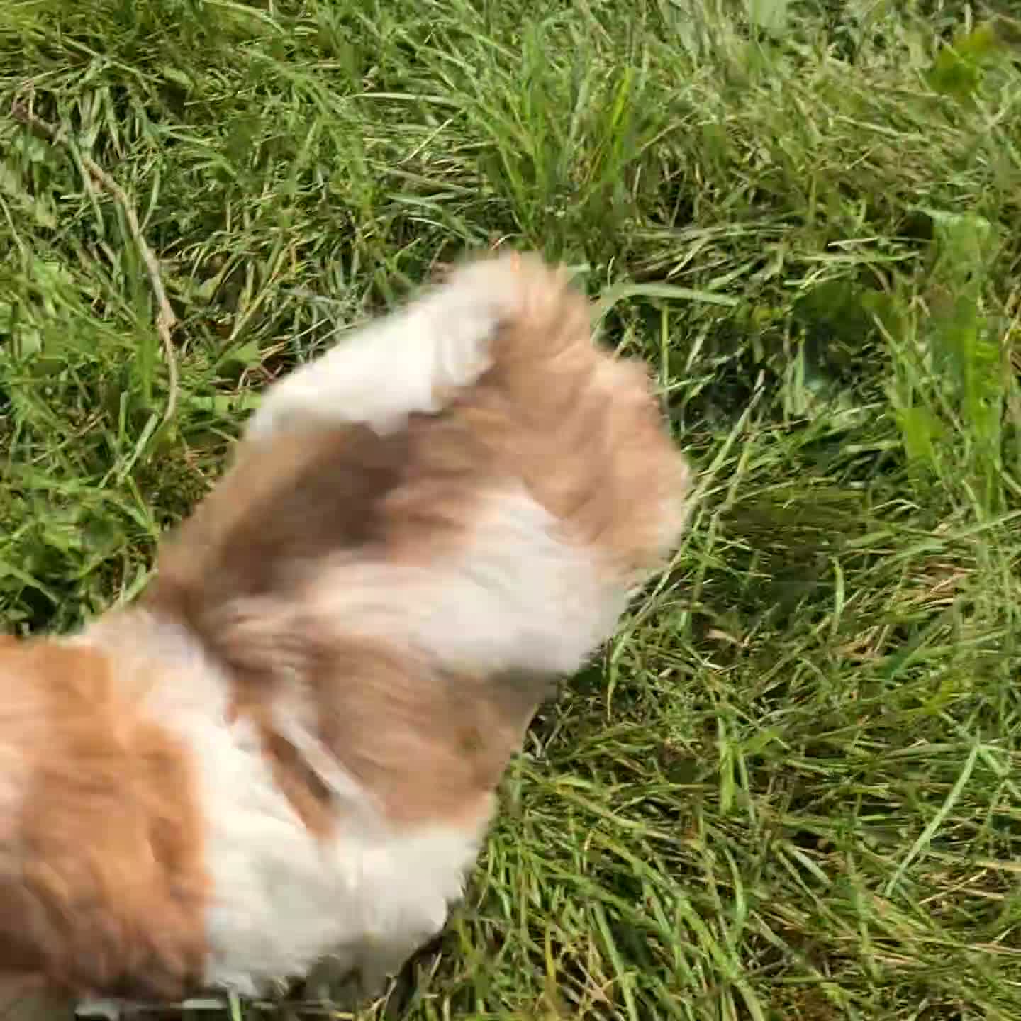 Shih Tzu dogs for sale: Honey - Video 1
