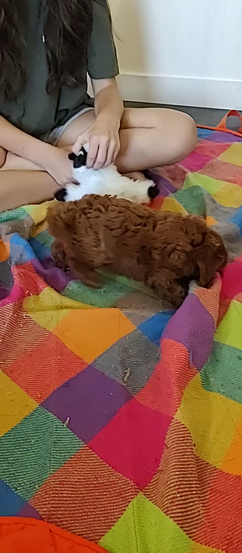 Cavapoo dogs for sale: Elliot - Video 1