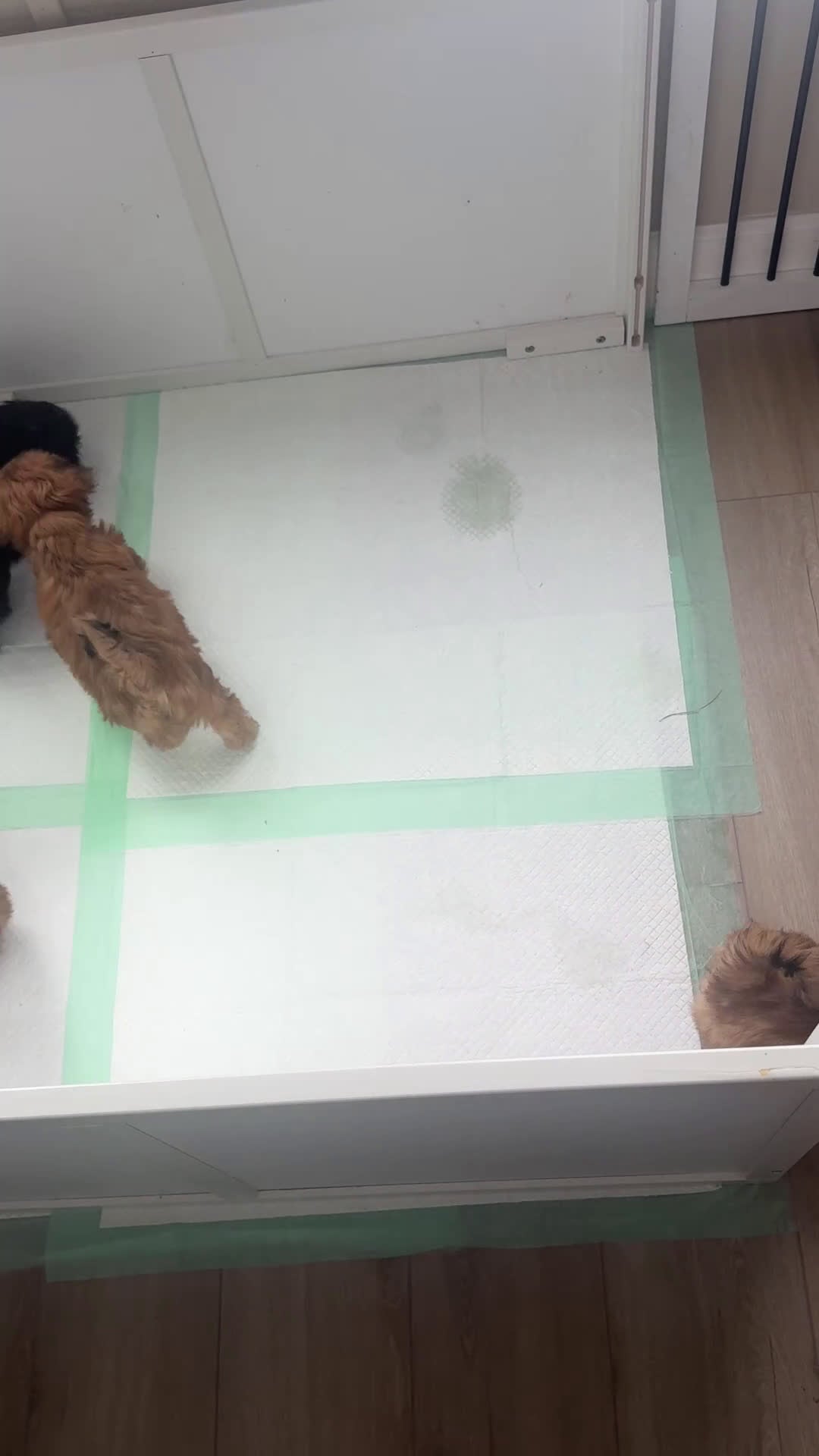 Shih Tzu dogs for sale: Shih Tzu litter of 5 puppies - Video 2