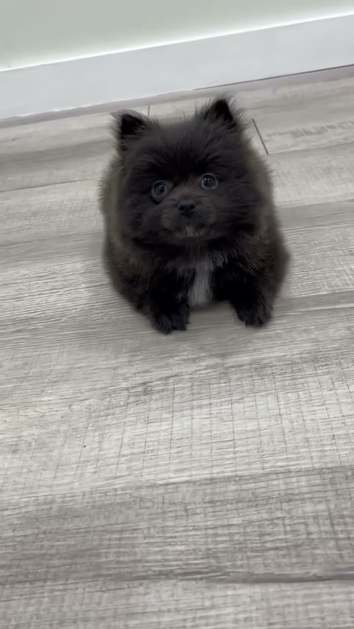Pomeranian dogs for sale: Muffin - Video 1