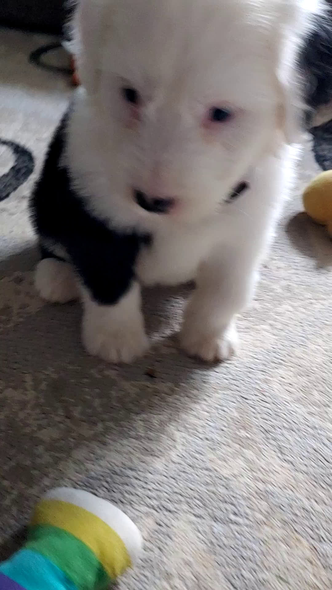 Old English Sheepdog dogs for sale: Ellie - Video 1