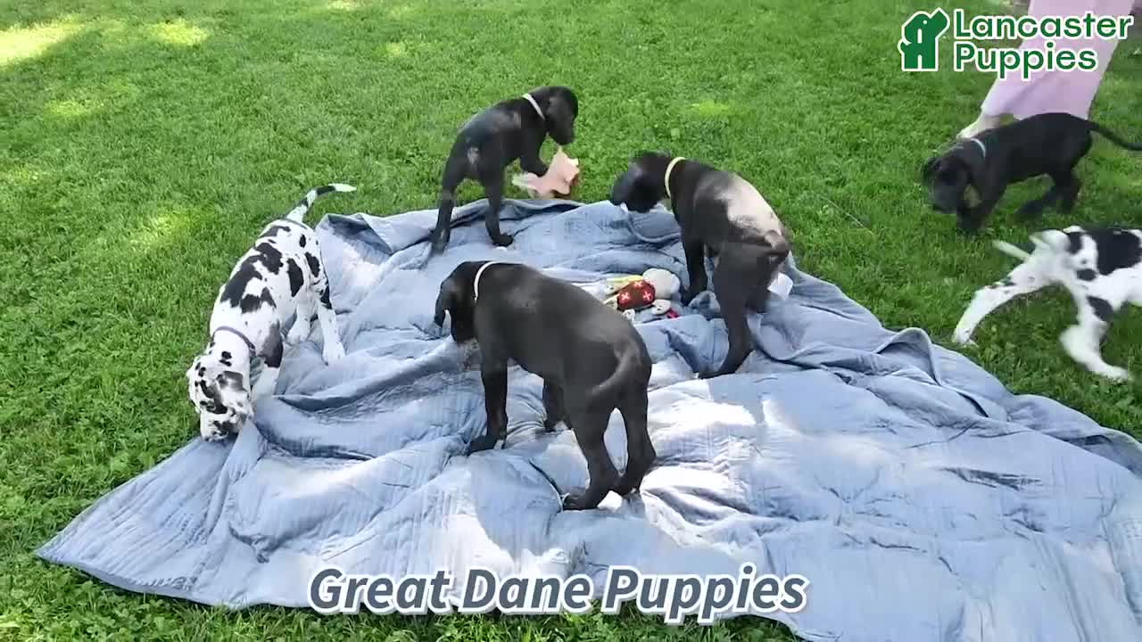 Great Dane dogs for sale: Blair - Video 1