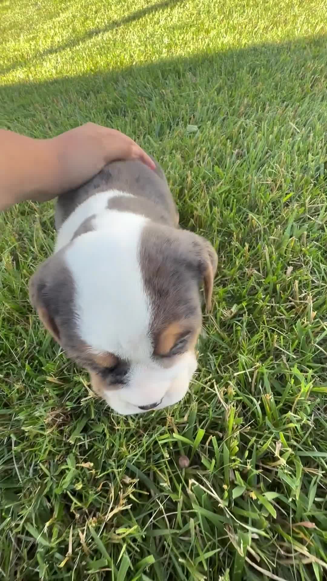 Beabull dogs for sale: Sylvie - Video 1