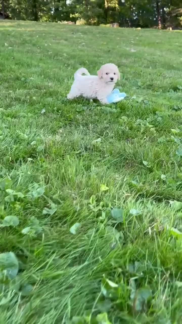 Mini Goldendoodle dogs for sale: Domino 💎 - Video 1