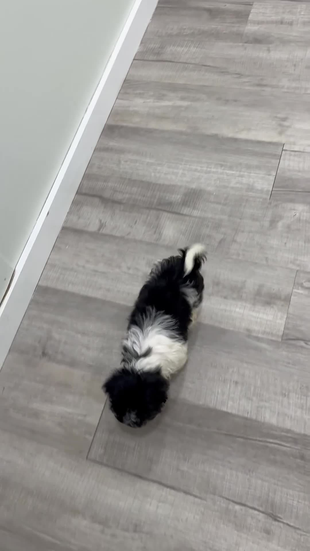 Havanese dogs for sale: Kate - Video 1