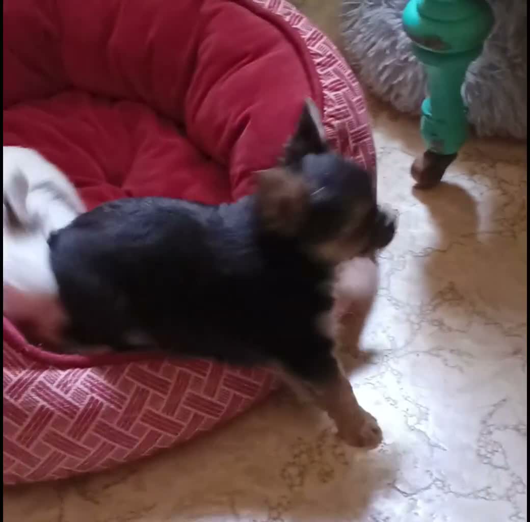 Chihuahua dogs for sale: Pepper - Video 1