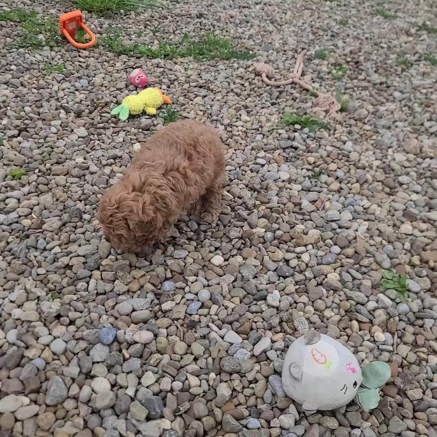 Cockapoo dogs for sale: Vince - Video 1
