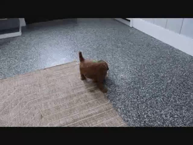 Mini Goldendoodle dogs for sale: Clinton - Video 8