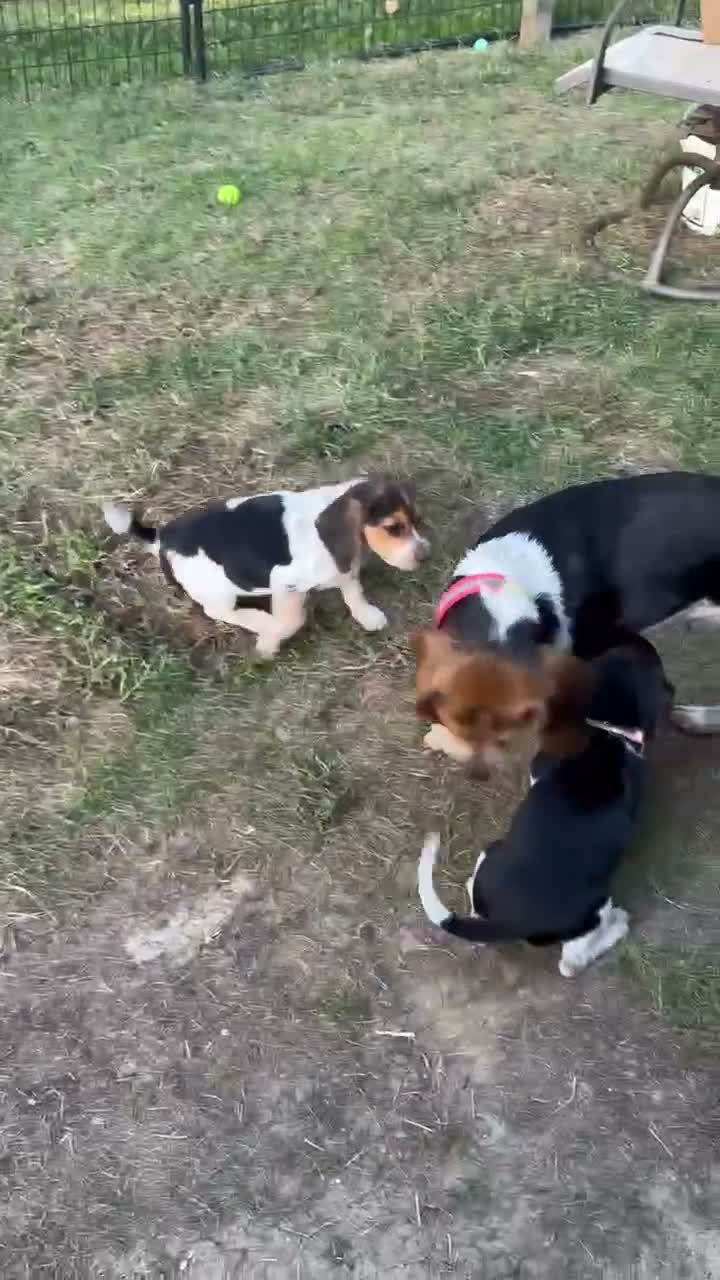 Beagle dogs for sale: Beagle 4 - Video 1