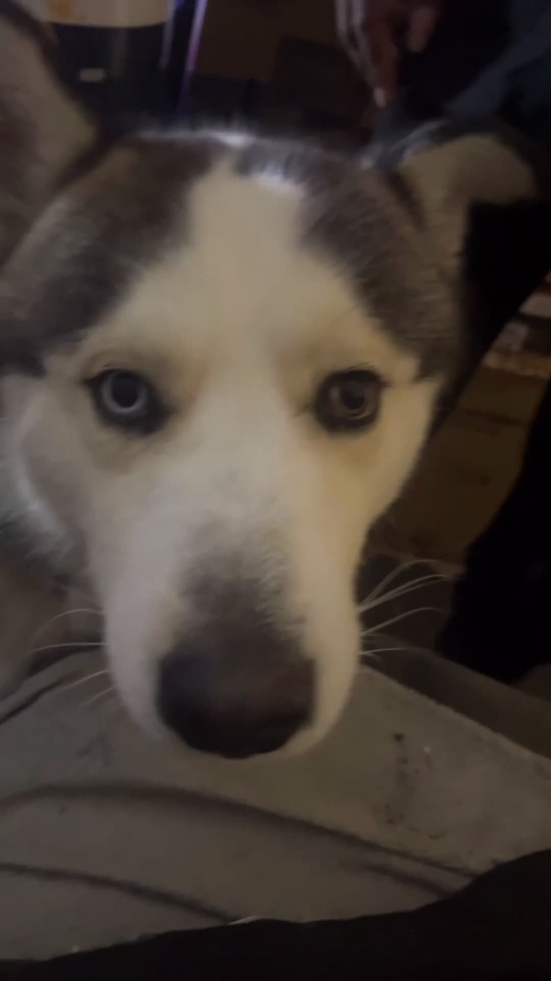 Mixed Breed dogs for sale:  Puppy 1 - Video 1