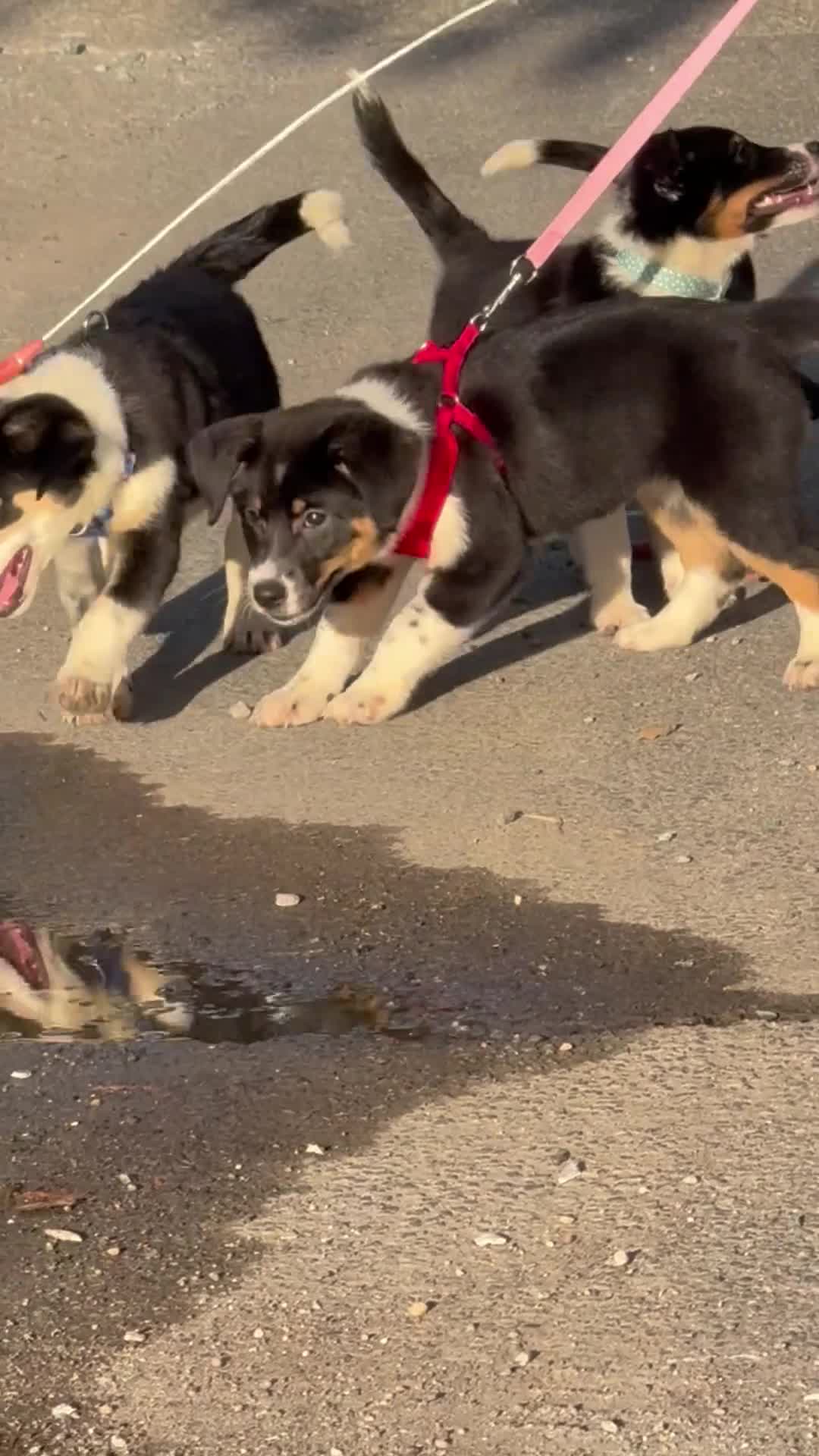Mixed Breed dogs for sale: Tova - Video 1