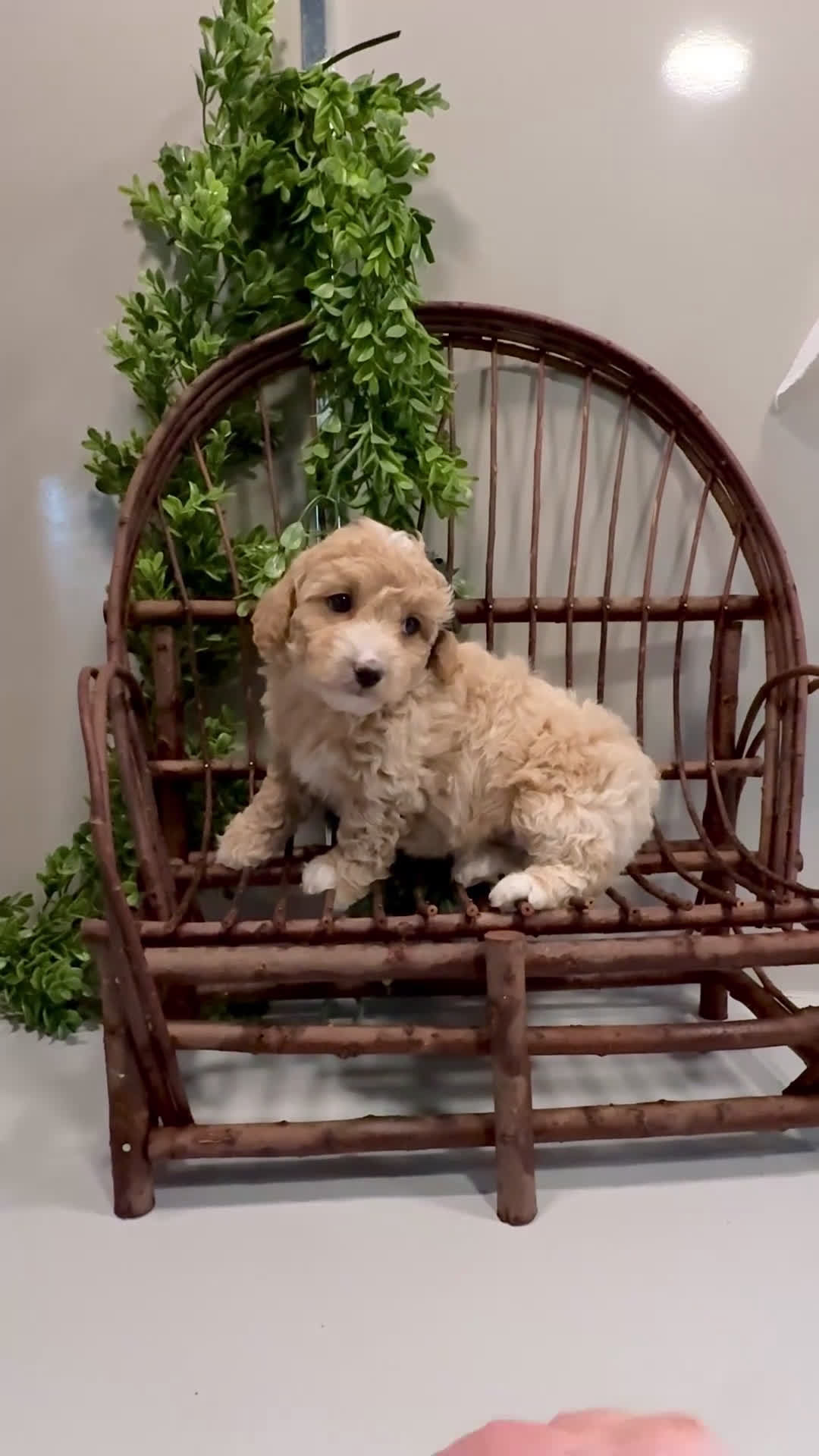 Mini Goldendoodle dogs for sale: Ozzy - Video 1