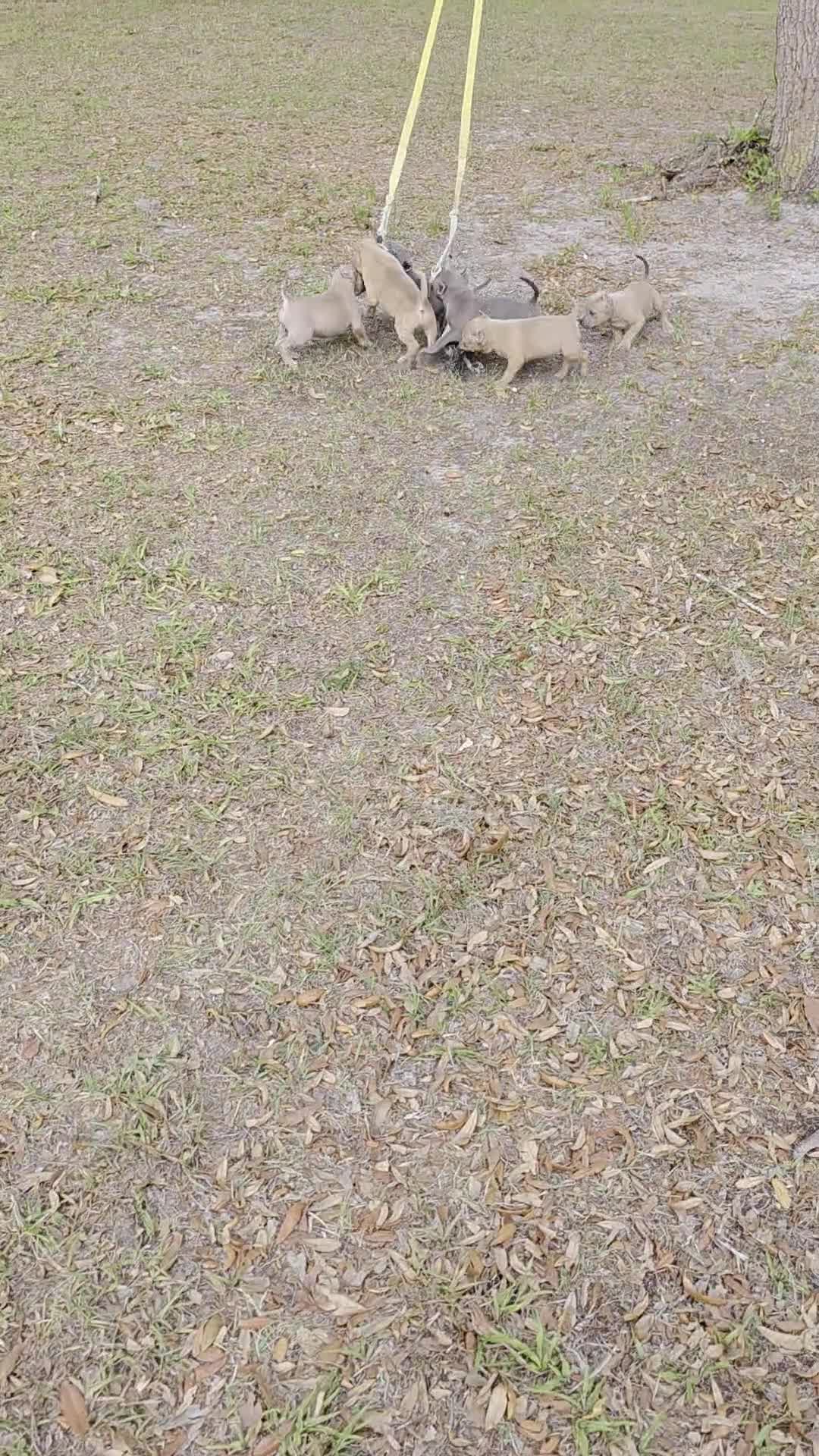 American Bully dogs for sale: American Bully Puppy 1 - Video 2