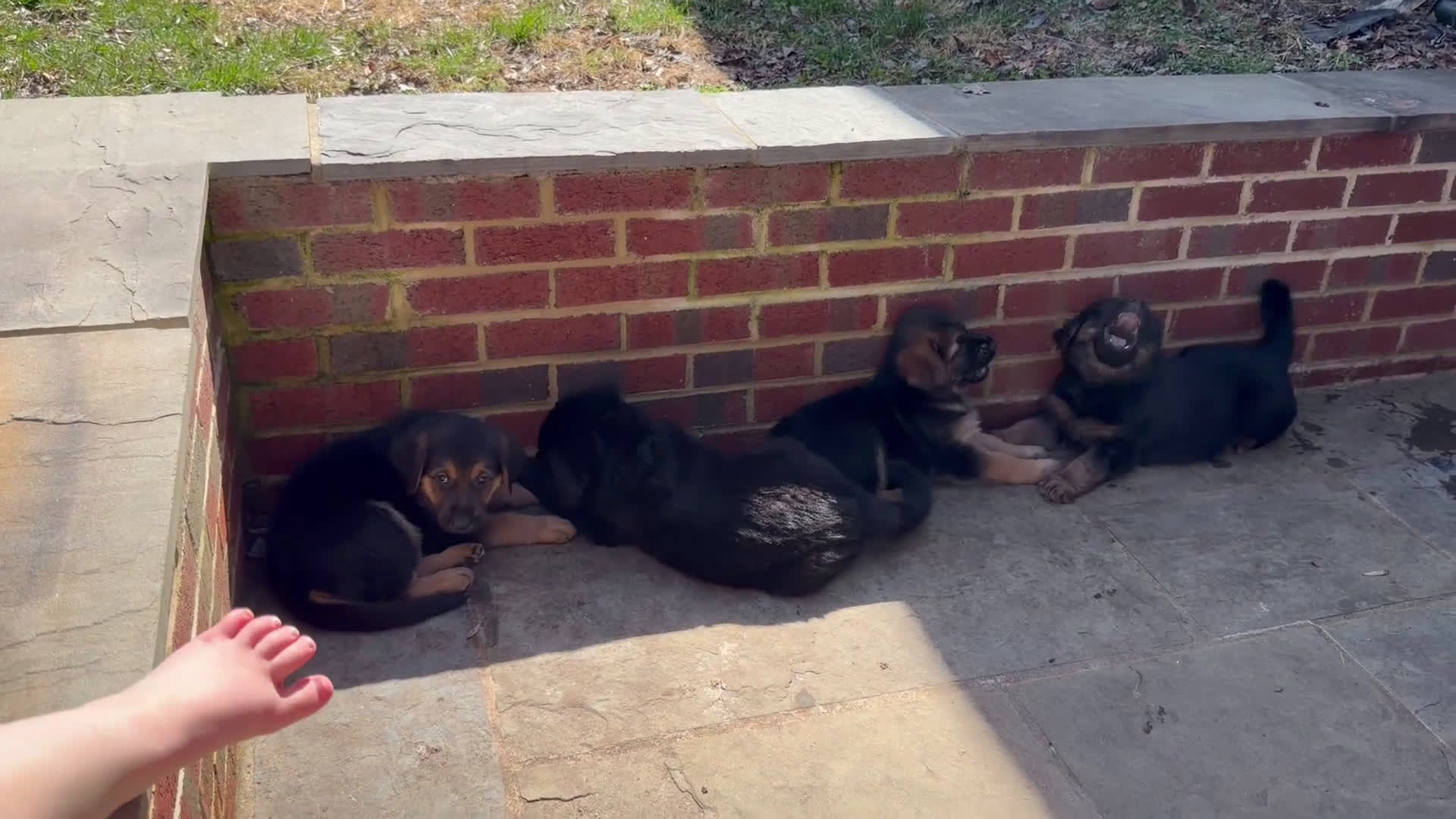 Golden Shepherd dogs for sale: Mike - Video 1