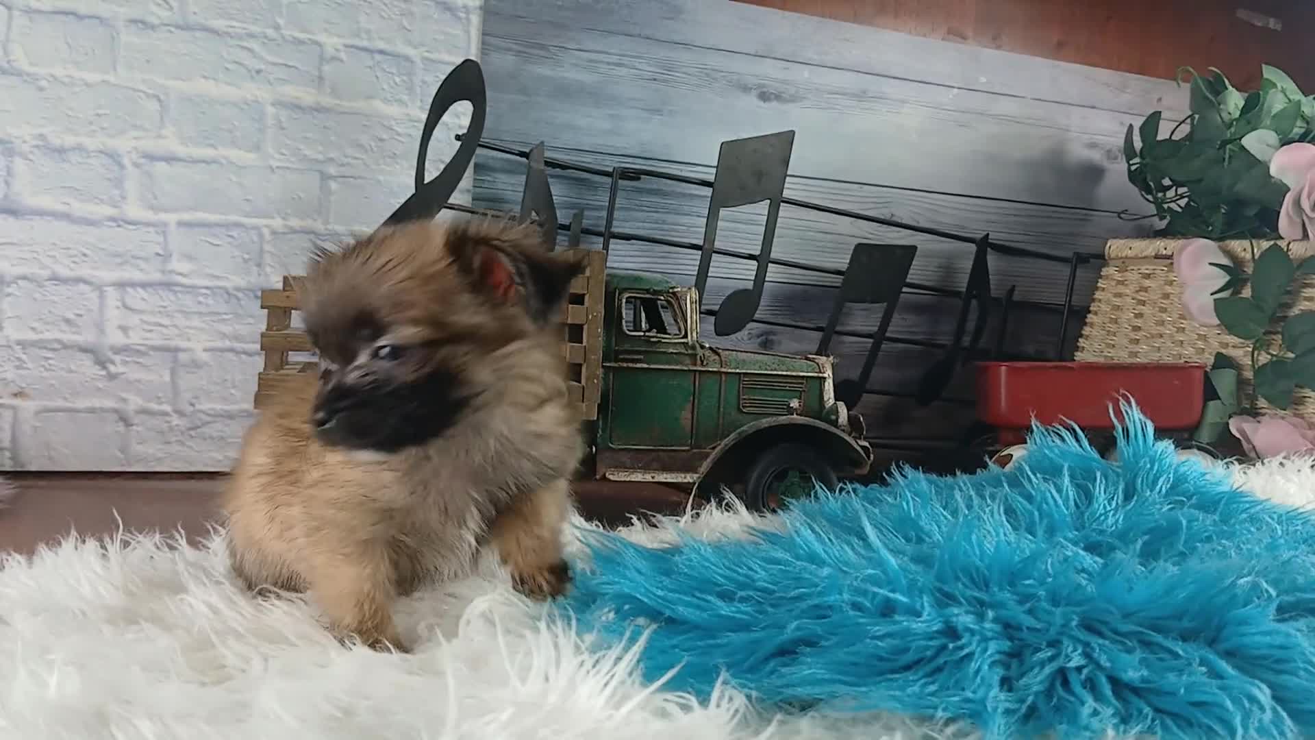 Chihuahua dogs for sale: Micro teacup long hair chihuahua.  Hand Delivery  - Video 1