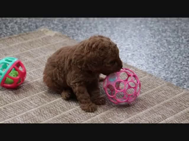 Mini Goldendoodle dogs for sale: Bella - Video 8