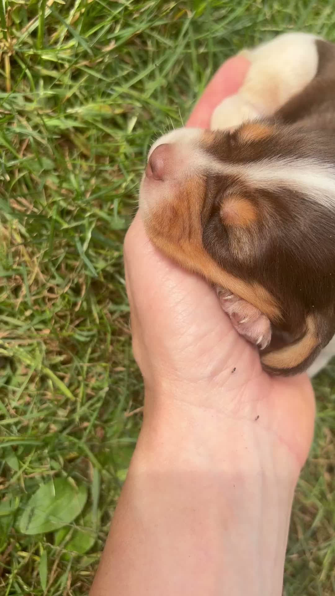 Beagle dogs for sale: Miss pink - Video 1