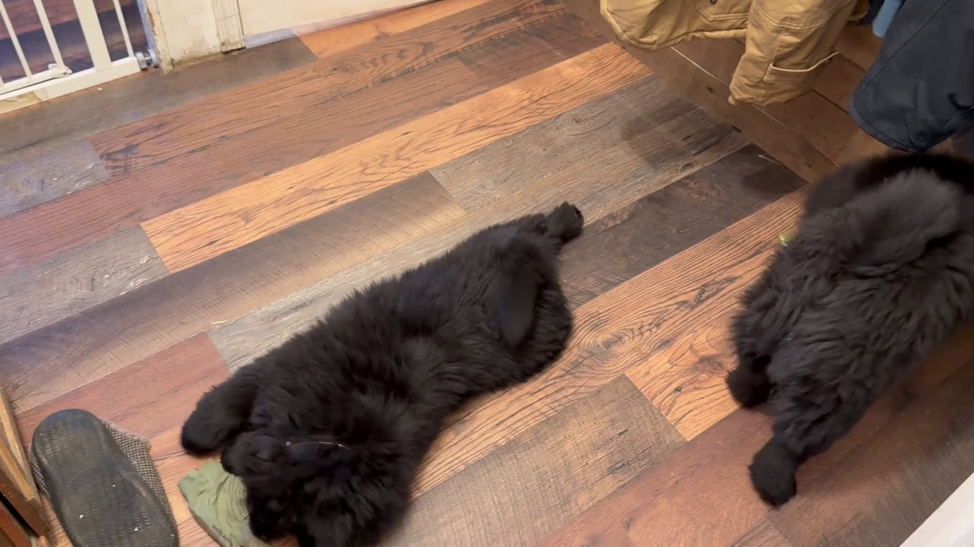 Chow Chow dogs for sale: Chow Chow Puppy 1 - Video 1