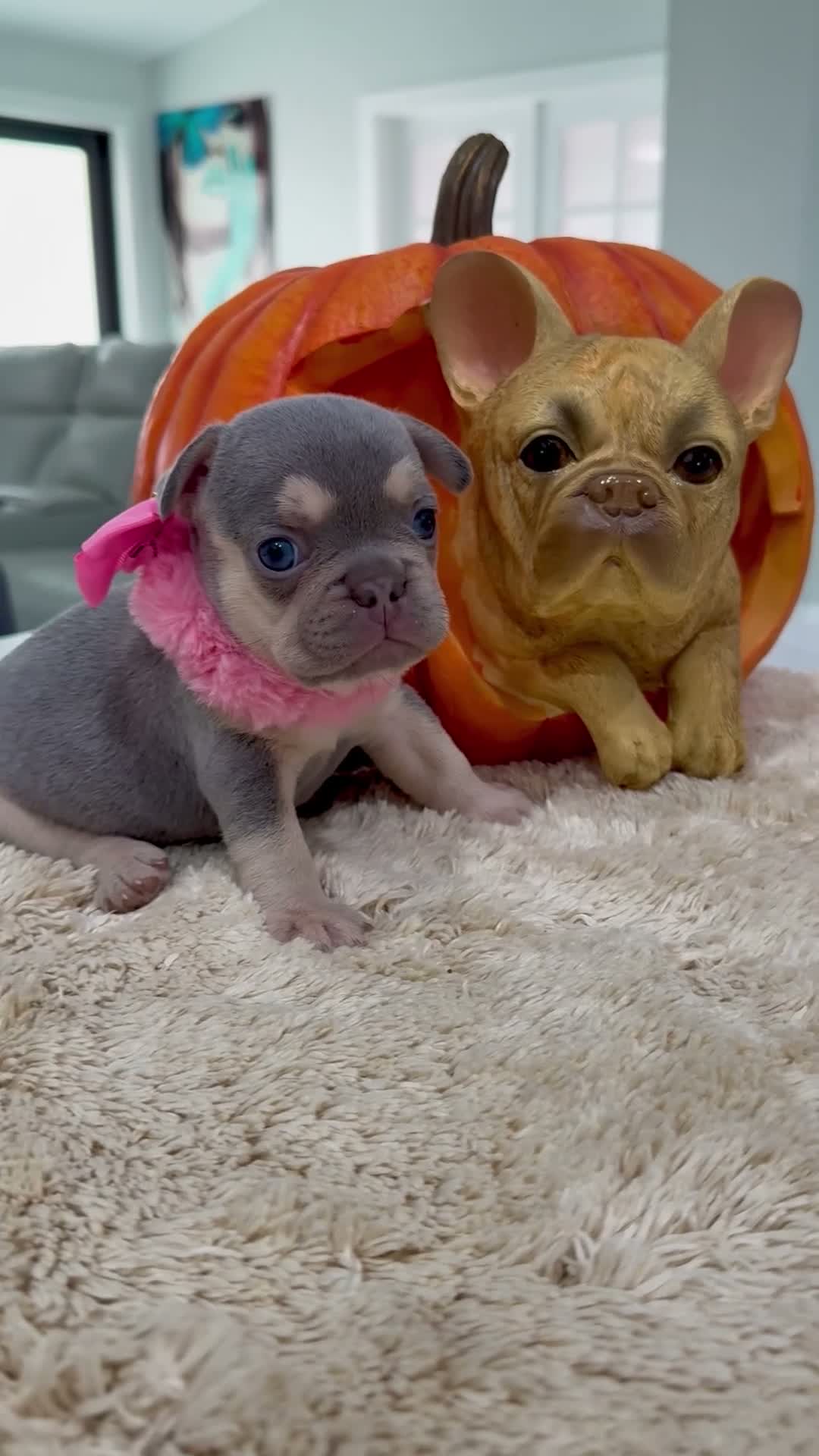 French Bulldog dogs for sale: Athena - Video 1