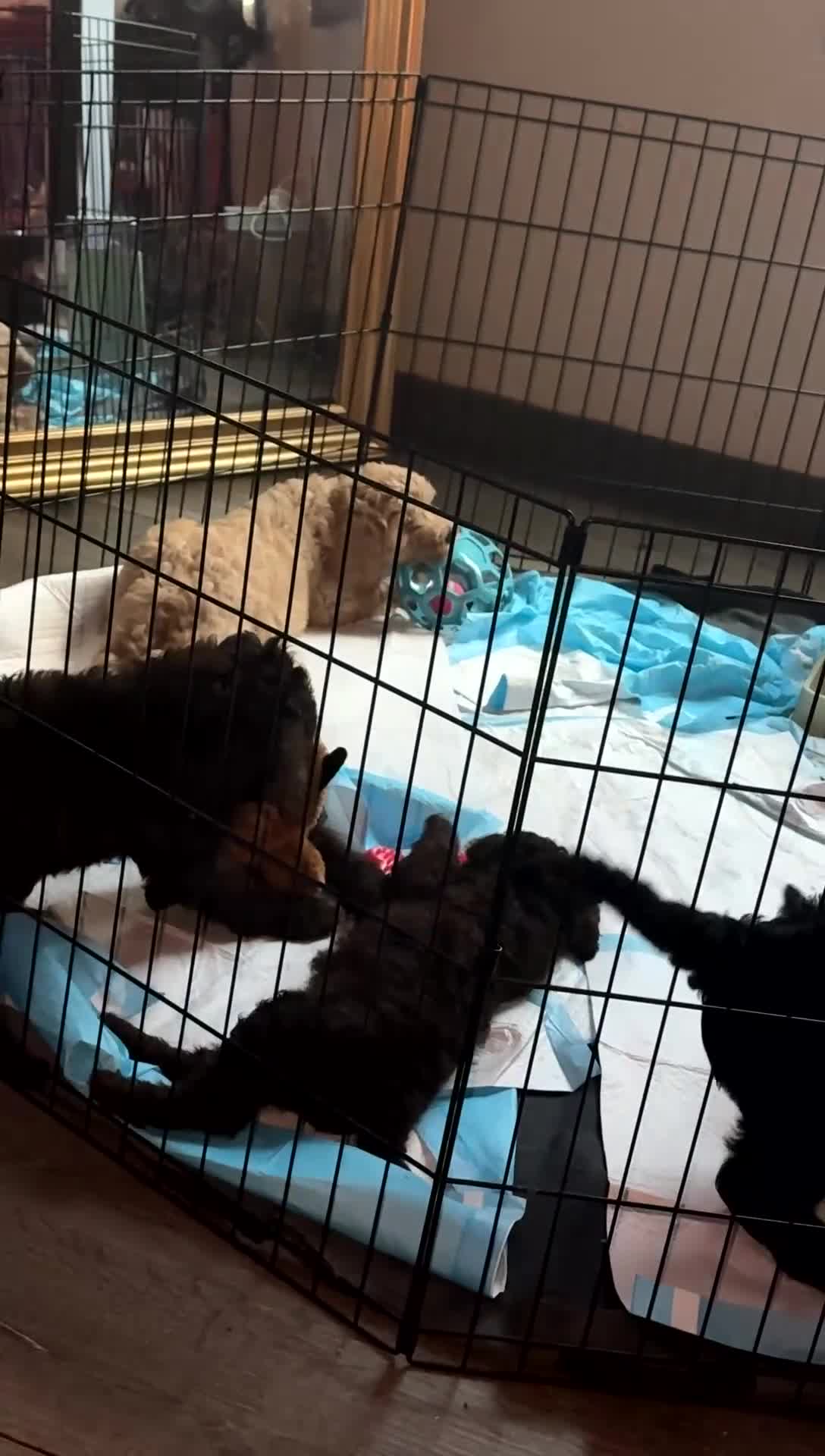 Labradoodle dogs for sale: Latte  - Video 1