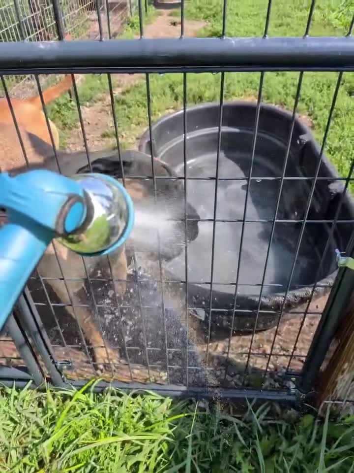 Bullmastiff dogs for sale: Tzurit  - Video 3