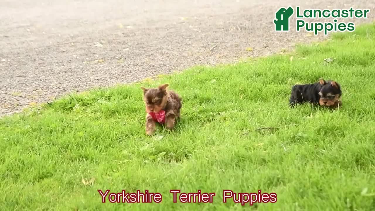 Yorkshire Terrier dogs for sale: Lucy - Video 1