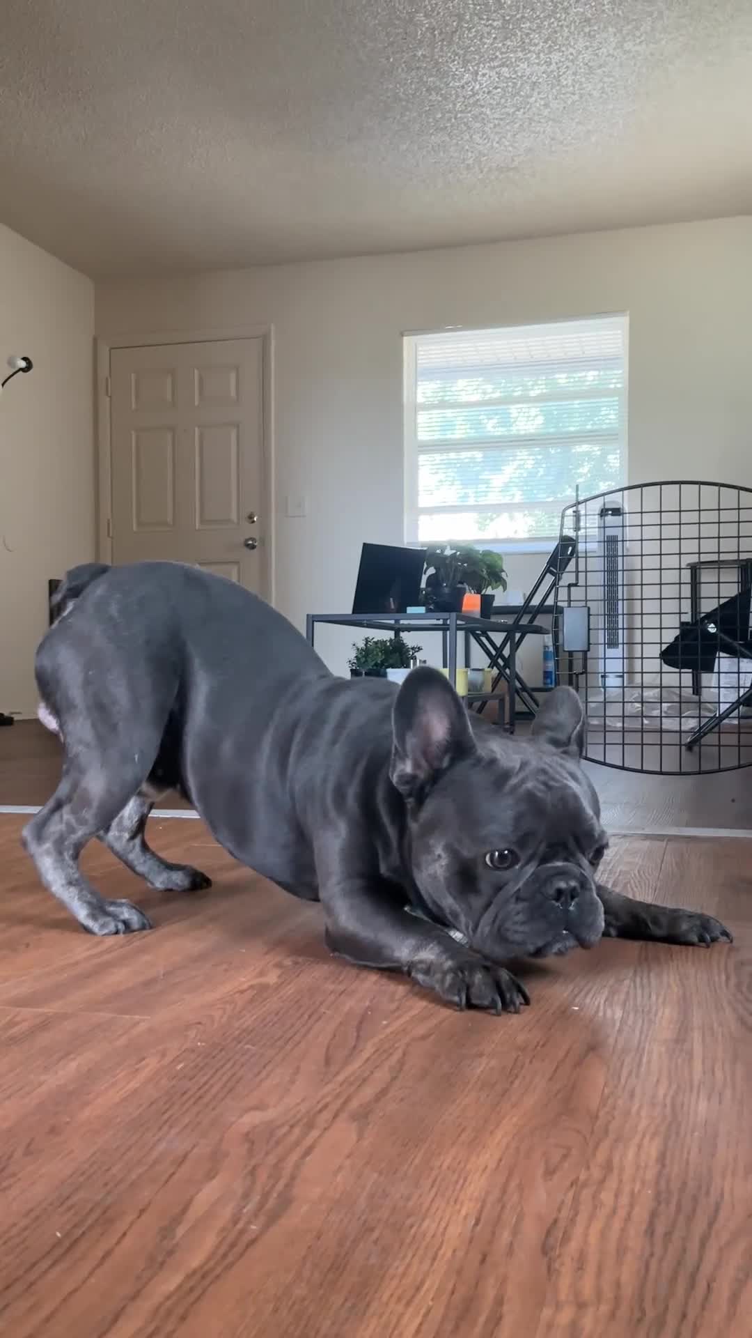 French Bulldog dogs for sale: French Bulldog 1 - Video 2