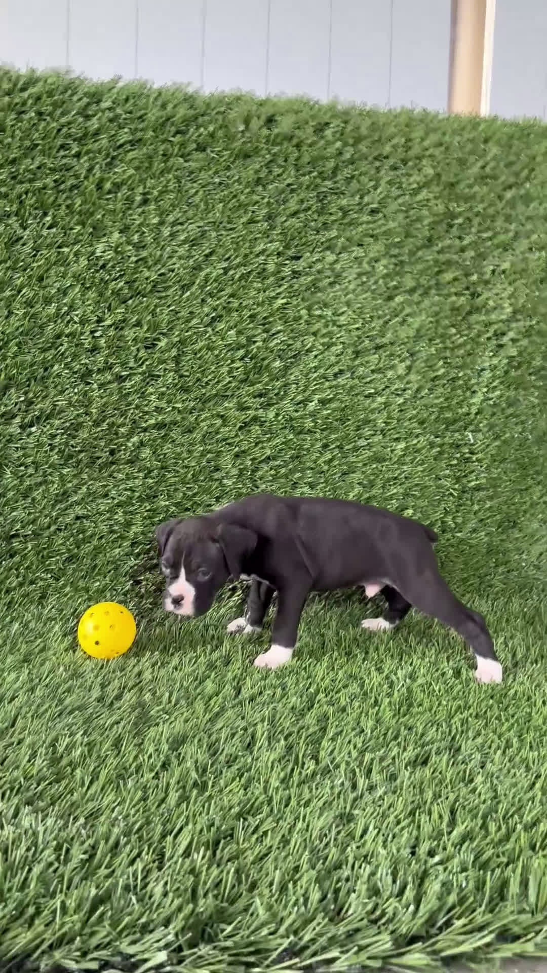 Boxer dogs for sale: Parker - Video 1