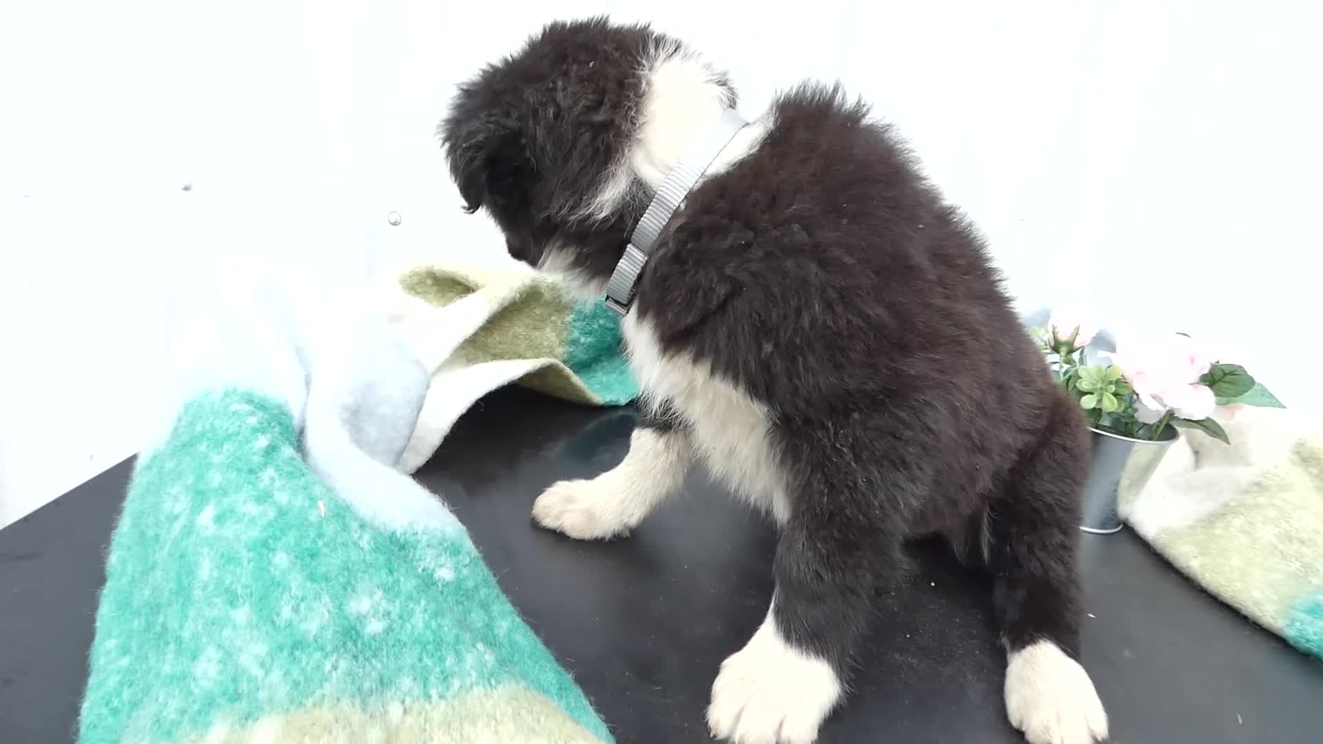 Border Collie dogs for sale: Border Collie Puppy 4 Trixie - Video 1