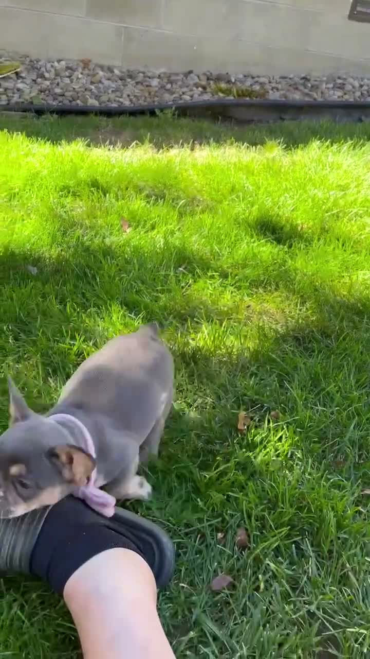 French Bulldog dogs for sale: Maggie - Video 1