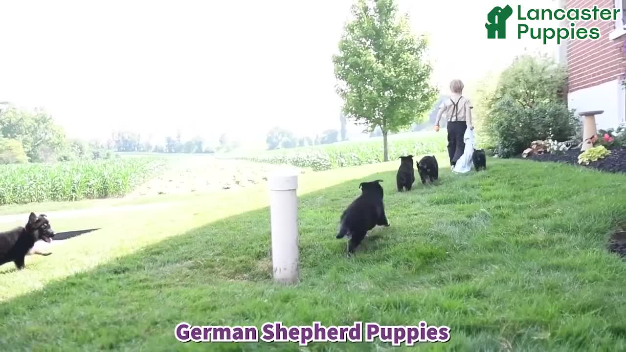 German Shepherd dogs for sale: Karina - Video 1