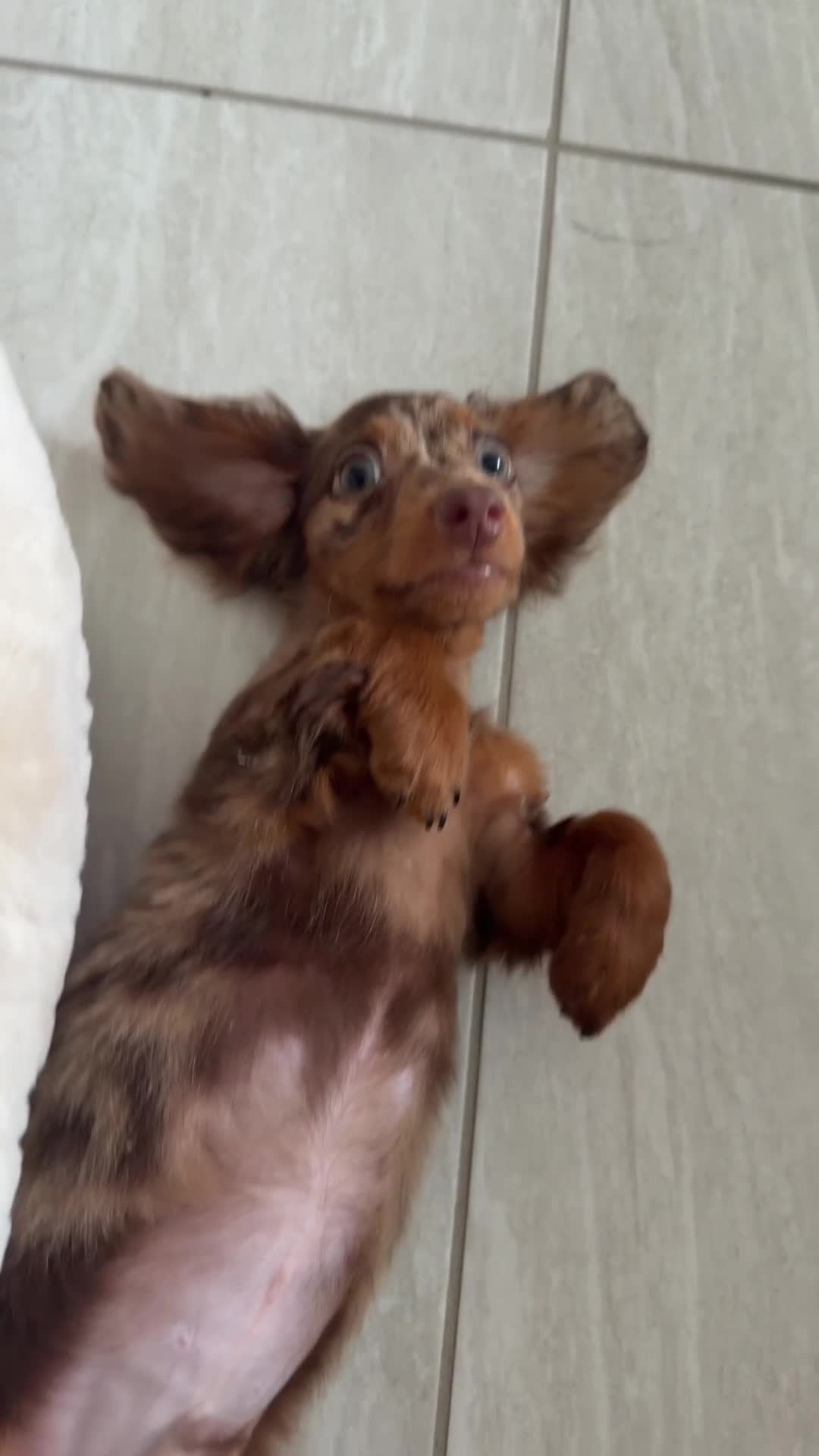 Miniature Dachshund dogs for sale: Miniature Long Haired Dapple Dachshund  - Video 2