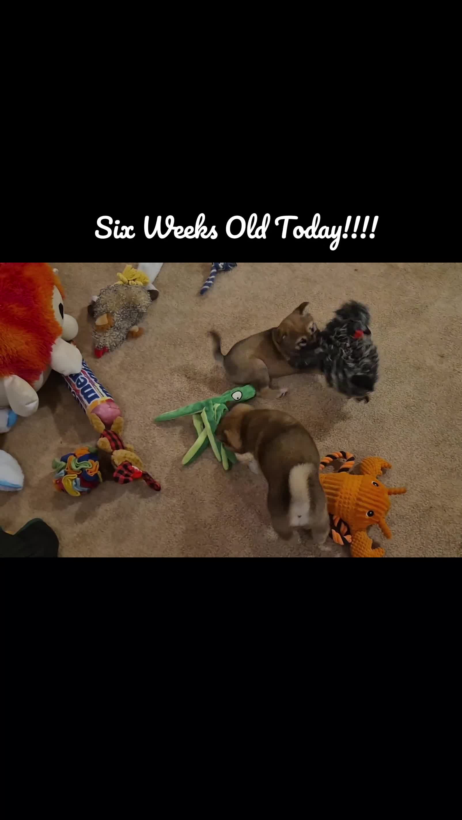 Shiba Inu dogs for sale: Shiba Inu Puppy 1 - Video 2