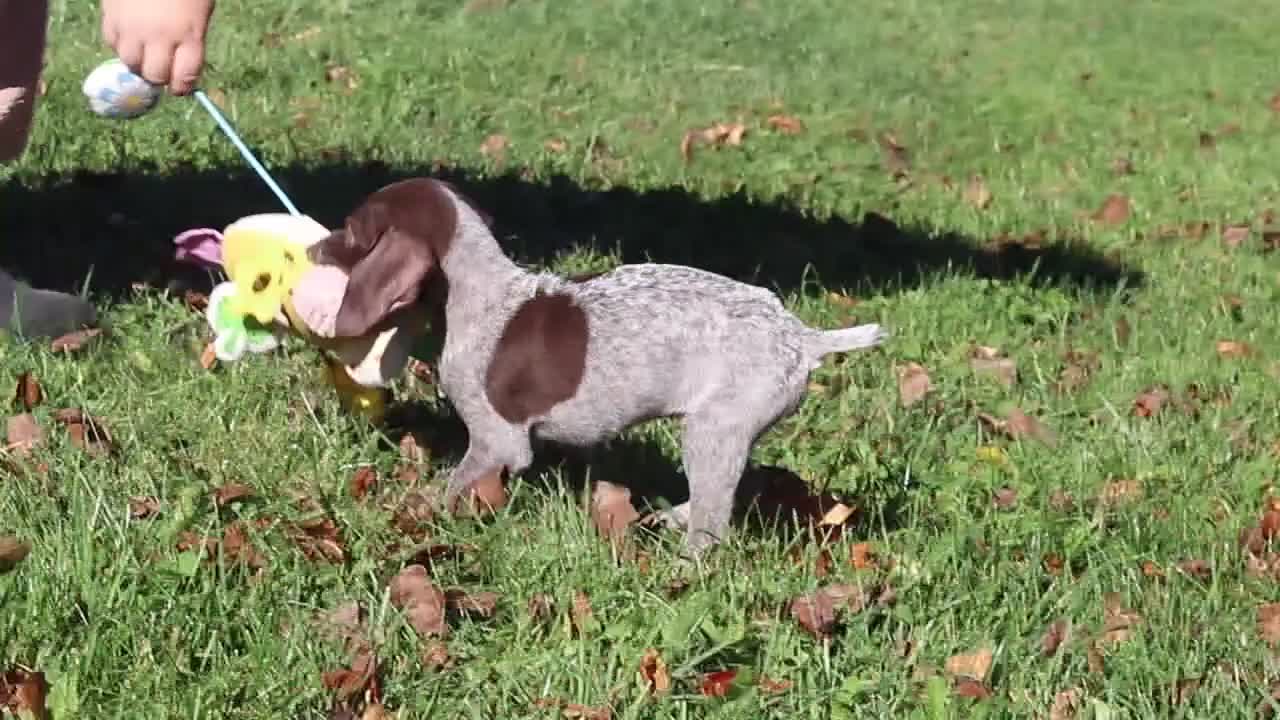 German Shorthaired Pointer dogs for sale: Asher - Video 1