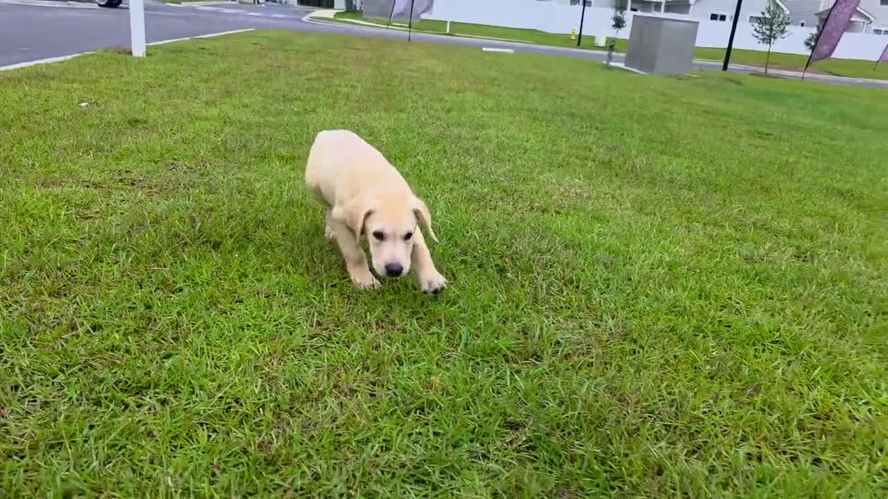 Labrador Retriever dogs for sale: Luna - Video 1