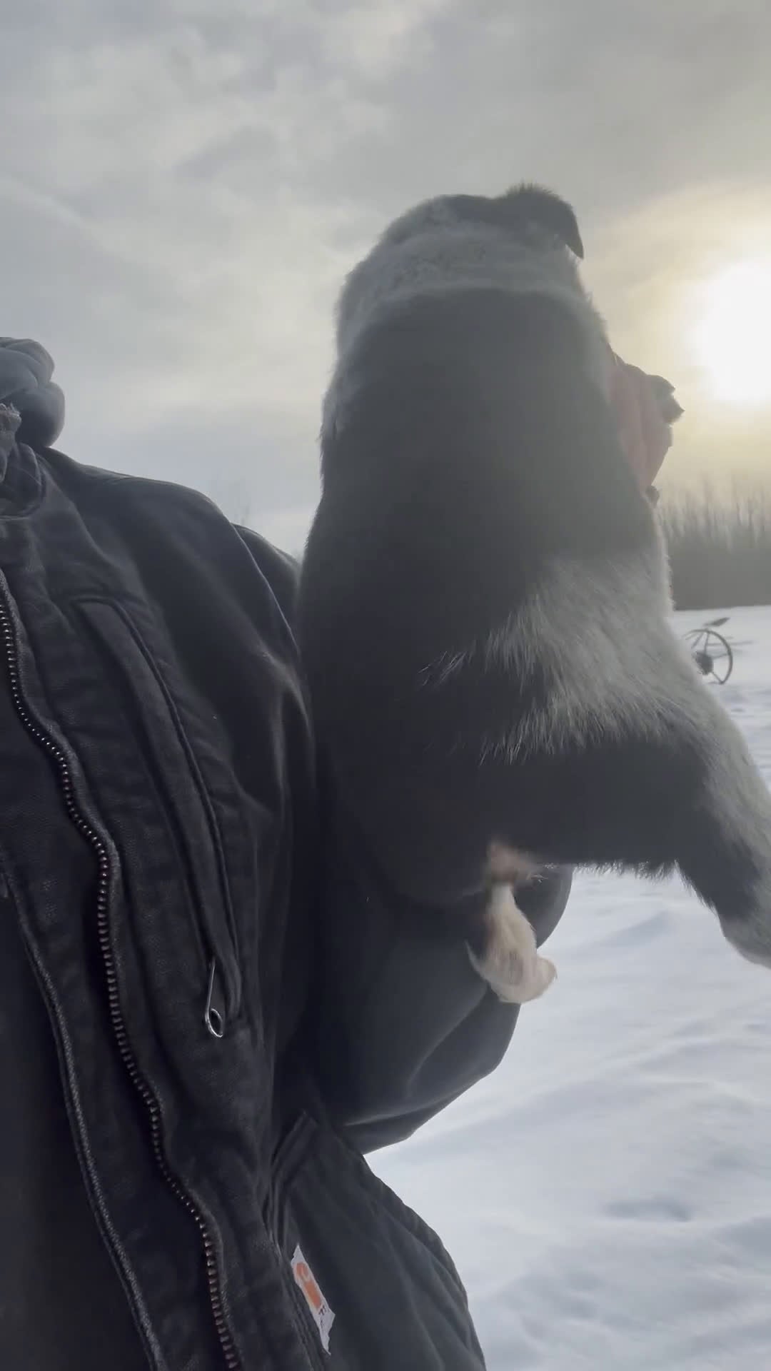 Australian Cattle Dog dogs for sale: Olivia - Video 1