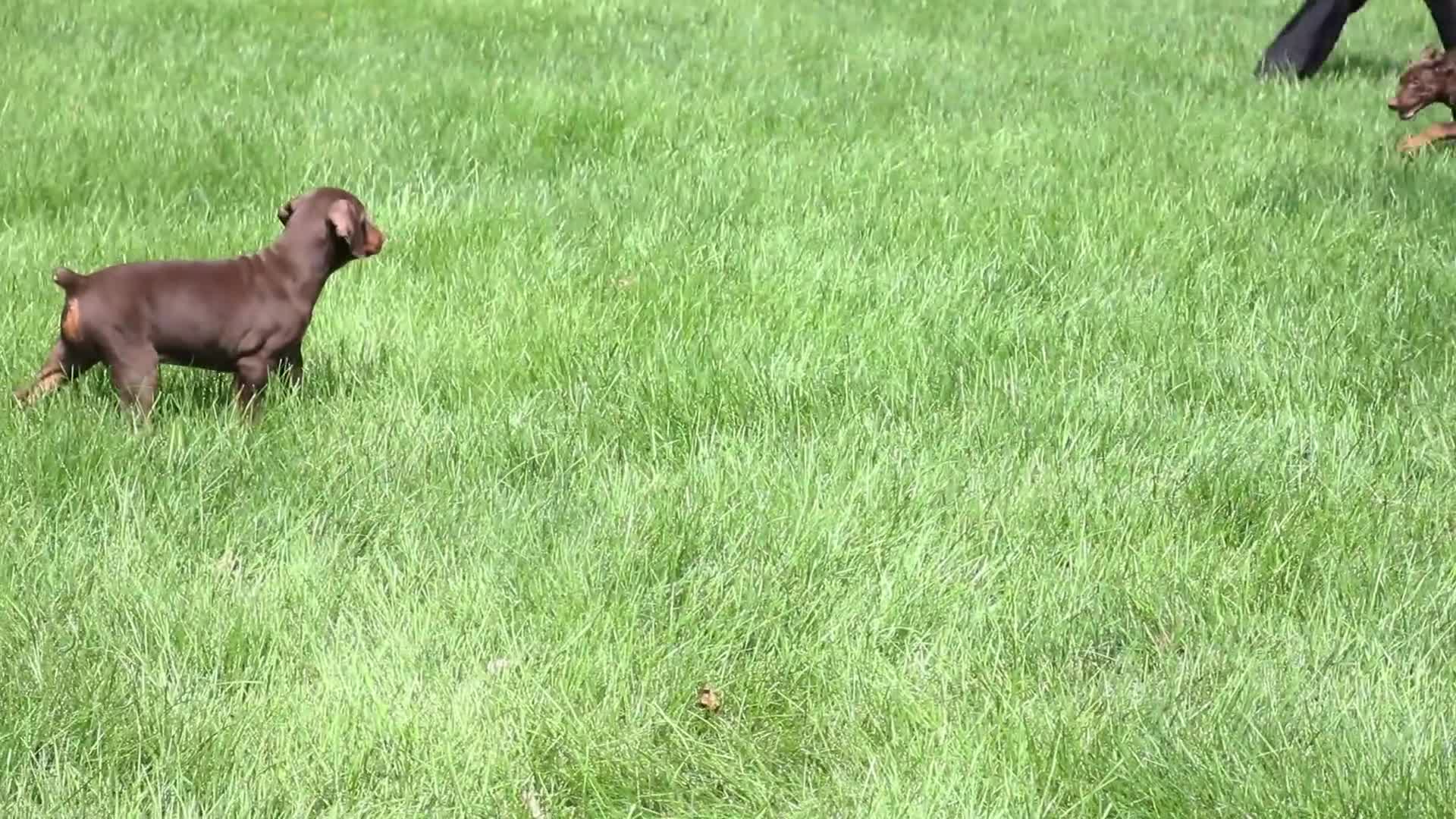 Doberman Pinscher dogs for sale: Wanda - Video 1