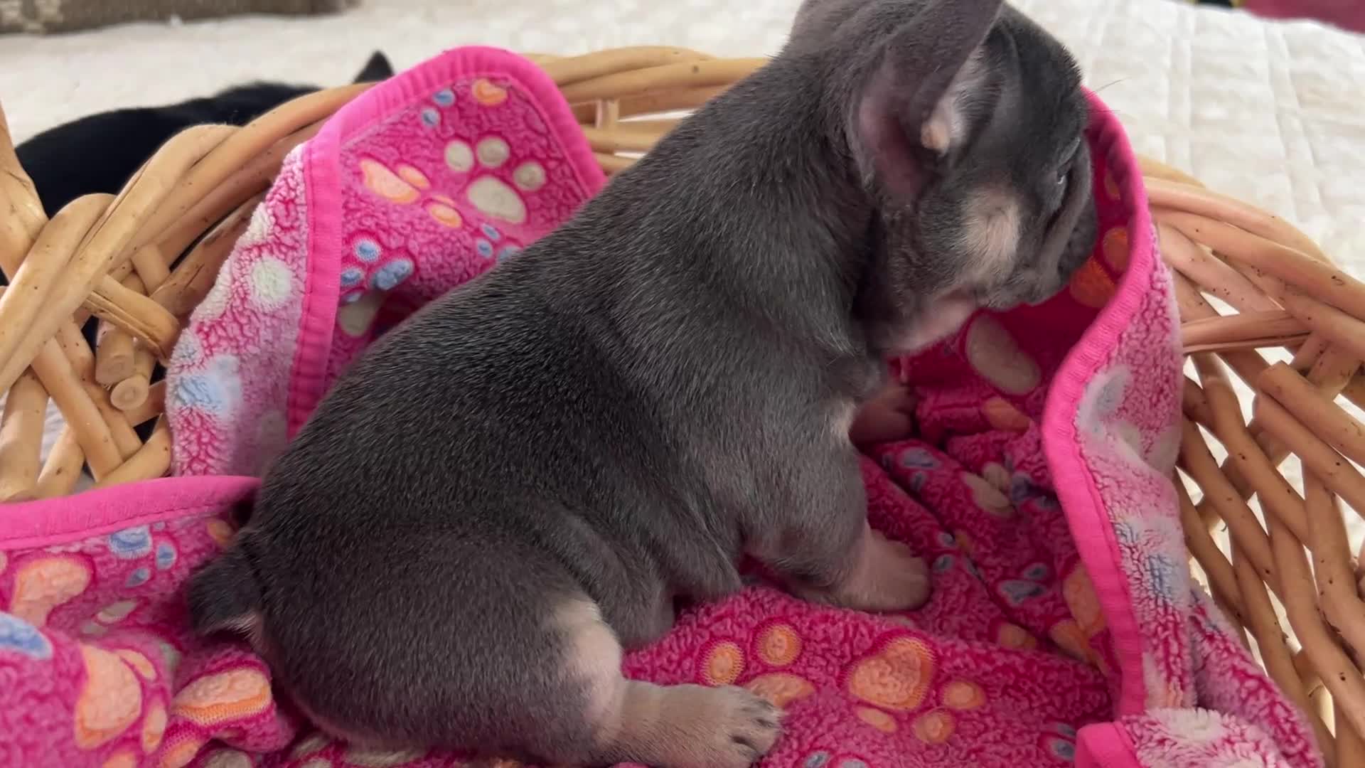 French Bulldog dogs for sale: Matilda - Video 1