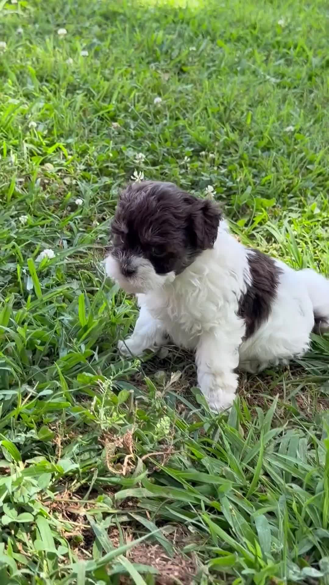 Shihpoo dogs for sale: Rory - Video 1