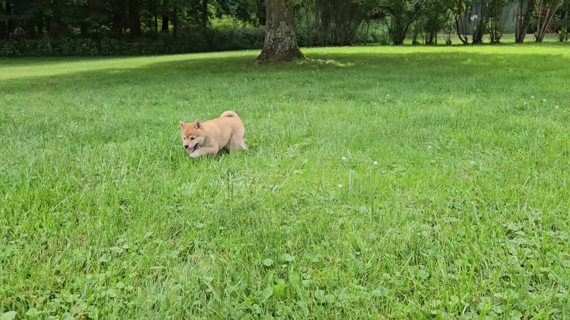 Shiba Inu dogs for sale: Hazel - Video 1