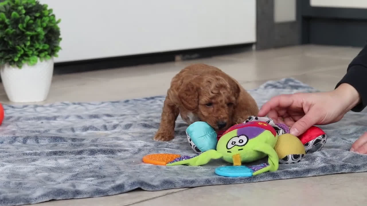 Mini Goldendoodle dogs for sale: Millie - Video 1