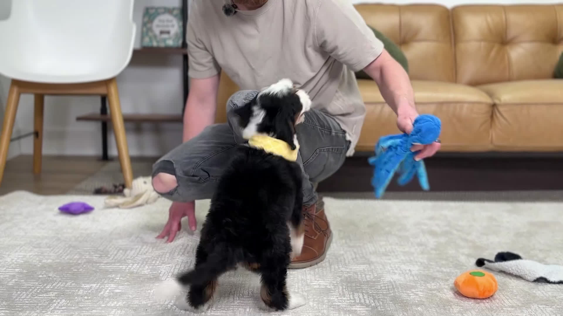 Mini Bernedoodle dogs for sale: Plato - Video 1