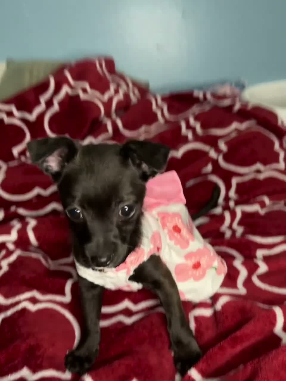 Chihuahua dogs for sale: 💞Chihuahua💞 - Video 1
