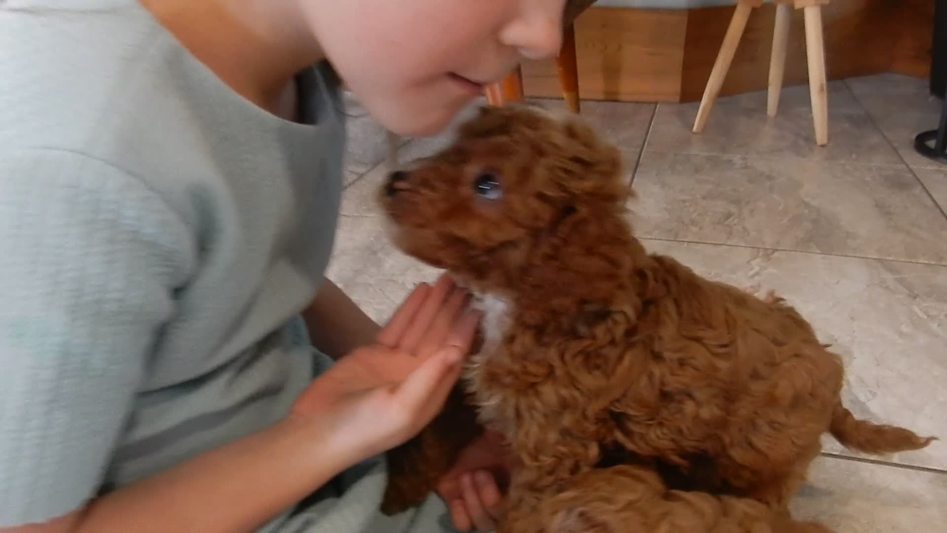 Cavapoo dogs for sale: Benji - Video 2