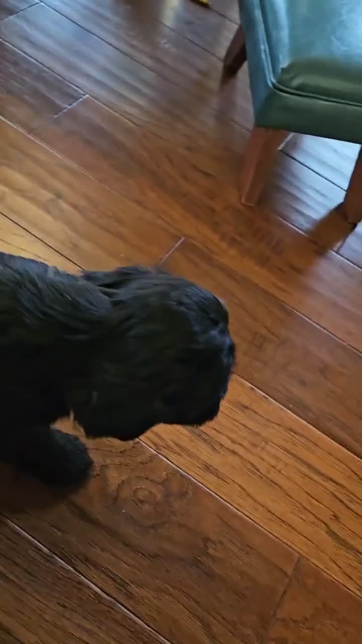 Portuguese Water Dog dogs for sale: Rio - Video 1